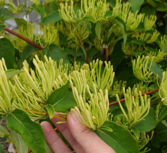 张家口菊花种植基地